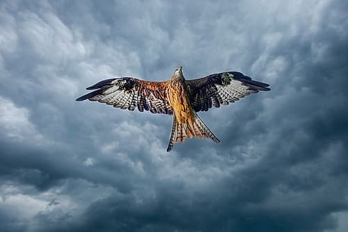 United Kingdom, Wales. Red kite bird in flight. Art Print